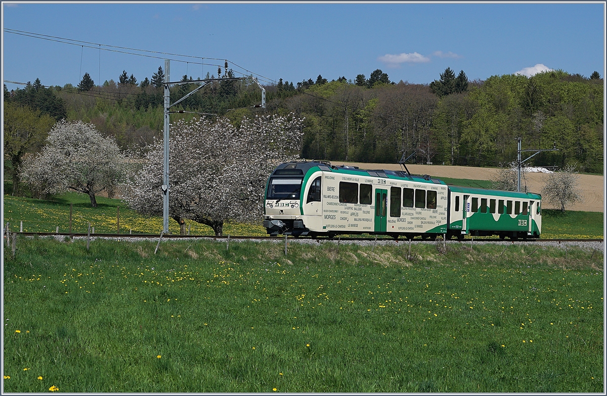 Ein BAM Regionalzug nach Apples fährt kurz vor seinem Ziel an blühenden Obstbäumen vorbei.
19. April 2018