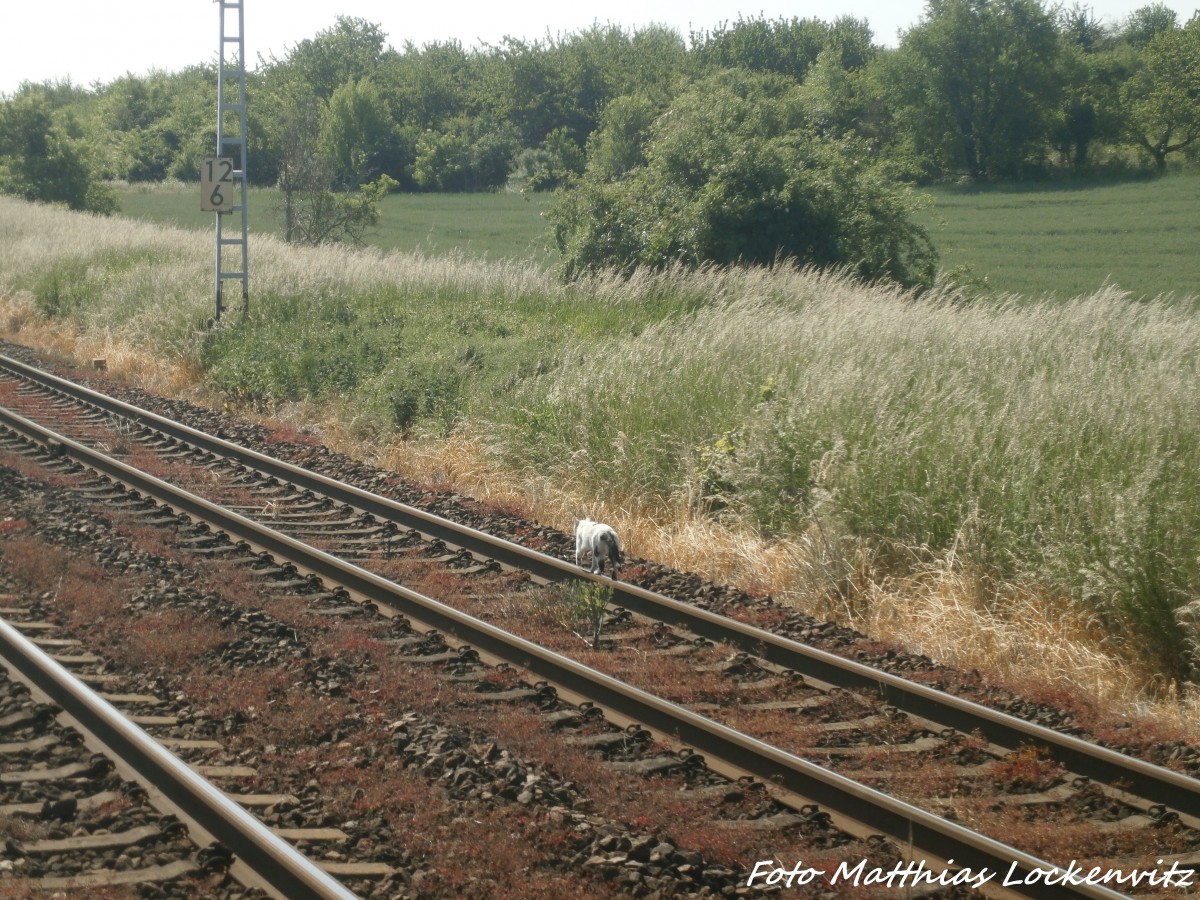 Eine katze luft auf dem Gleis in Zscherben am 4.6.15