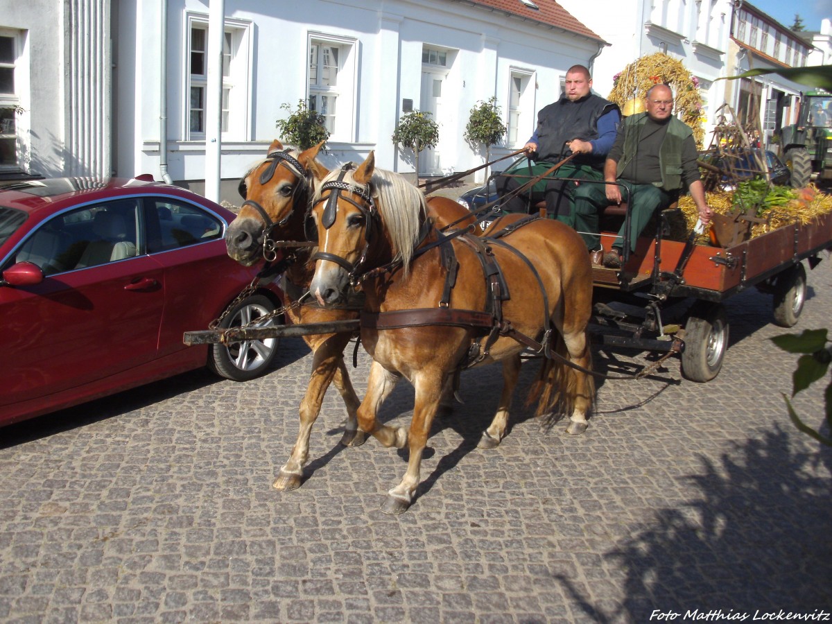Haflinger mit der Pferdekutsche beim Erntefestumzug in Putbus am 21.9.13