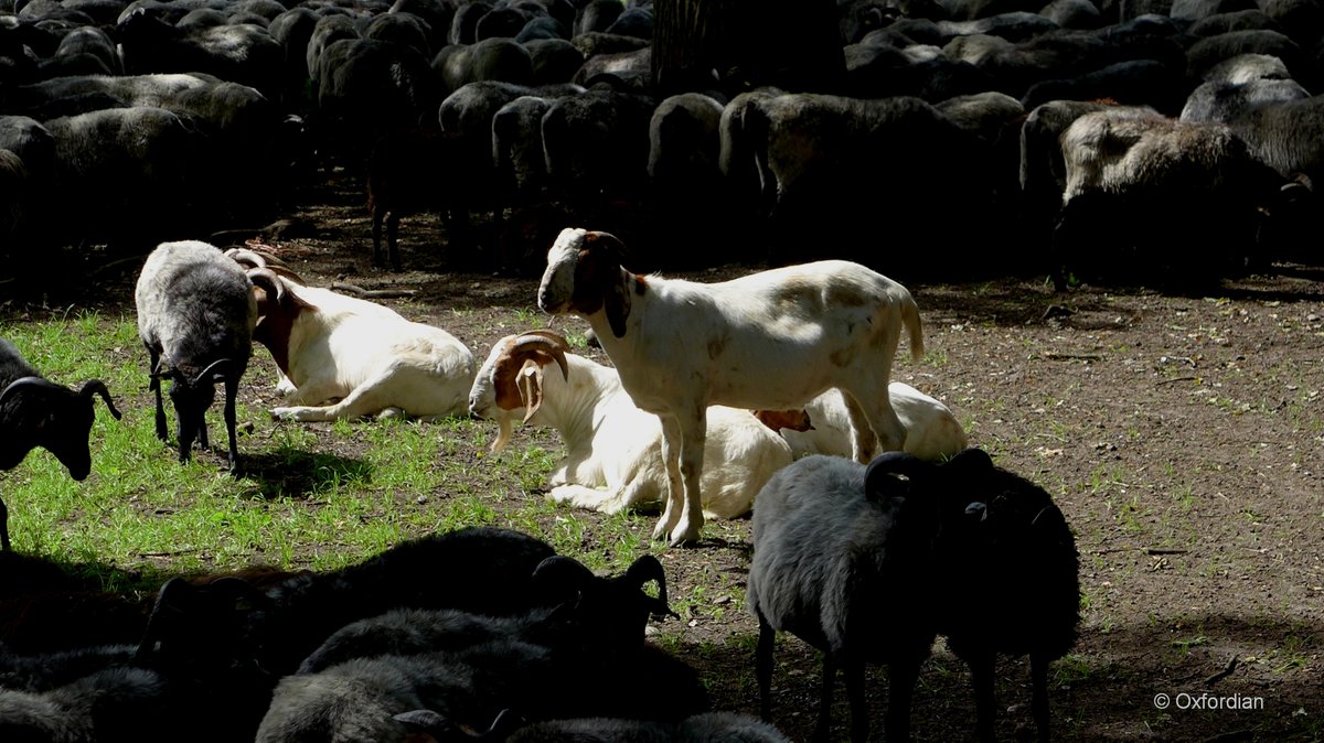 Heidschnucken und Ziegen in Niederohe, Landkreis Celle.
Photo © Oxfordian 