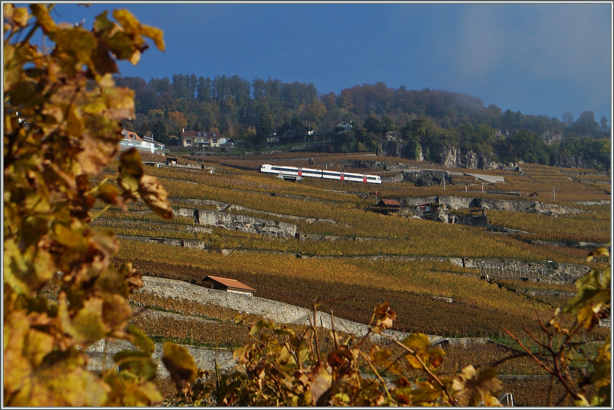 Herbst im Lavaux ein Domino als S31 bei Chexbrexs.
2. Nov. 2014