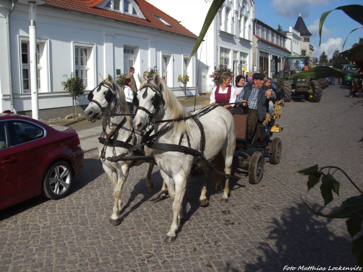 Schimmel mit Kutsche beim Erntefestumzug in Putbus am 21.9.13