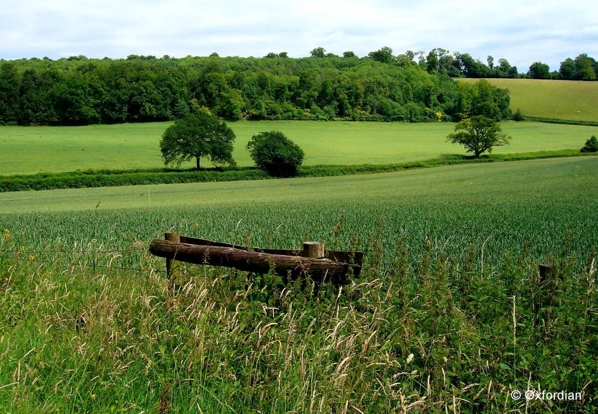 Sommerliche Landschaft im Bix Valley bei Lower Assendon, Oxfordshire, England.