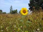 Sonnenblume allein im Hohen Gestrb bei Beuchow am 6.8.13