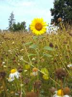Sommer/284407/sonnenblume-allein-im-hohen-gestrueb-bei Sonnenblume allein im Hohen Gestrb bei Beuchow am 6.8.13