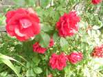 Sommer/442820/rote-rosen-in-halle-saale-am Rote Rosen in Halle (Saale) am 8.6.15
