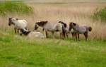Kowalski-Pferde in Nordfriesland.