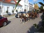 Liwitzerschecken Pferde mit Kutsche beim Erntefestumzug in Putbus am 21.9.13