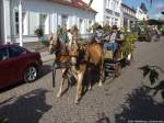 Mecklenburger Warm Blut mit der Kutsche beim Erntfestumzug in Putbus am 21.9.13