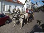 Schimmel mit Kutsche beim Erntefestumzug in Putbus am 21.9.13
