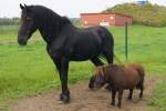 Shetland Pony/370139/freunde---entdeckt-in-gramzowuckermark Freunde - entdeckt in Gramzow/Uckermark.