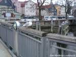 Mven ganz lssig im Stralsunder Stadthafen Fotografiert am 26.2.13