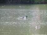 Enten beim scchwimmen auf der Saale in Halle (Saale) am 8.6.15
