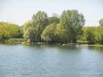 Schwne und Enten an einen See an der Pferderennbahn am 26.5.17