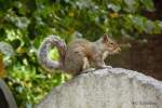 Squirrel (ähnlich d. Eichhörnchen) in England. Diese Einwanderer aus Kanada haben inzwischen die rotbraunen Eichhörnchen verdrängt.