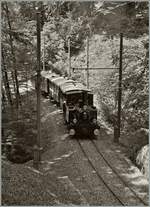 Ein Blonay-Chamby Museumsbahn Dampfzug im Wald oberhalb von Blonay.