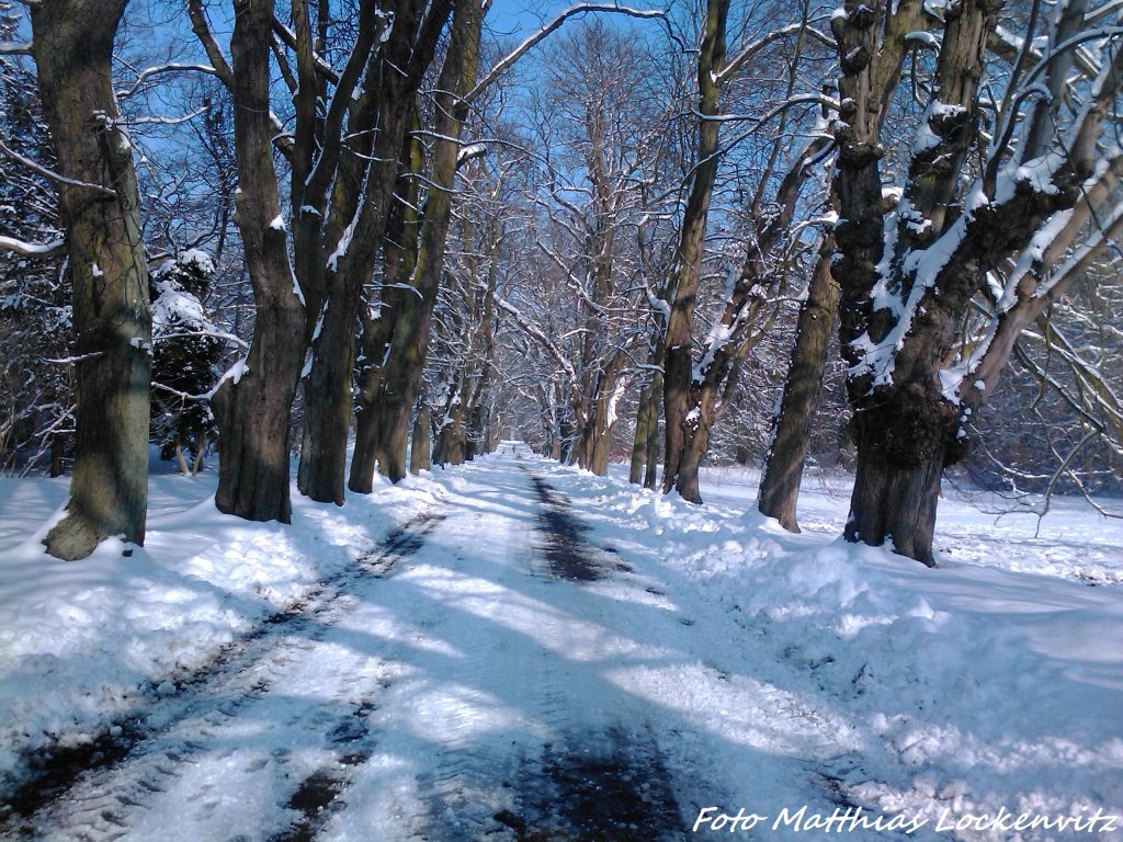 Winterfotos Aus Meiner Heimatstadt Putbus / Kastanienallee / 22.2.13