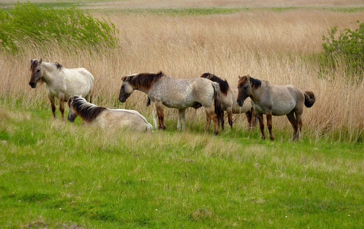 Kowalski-Pferde in Nordfriesland.