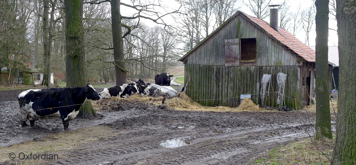 Kühe im Morast. Oeningen im Januar 2014, Lüneburger Heide, Niedersachsen.
