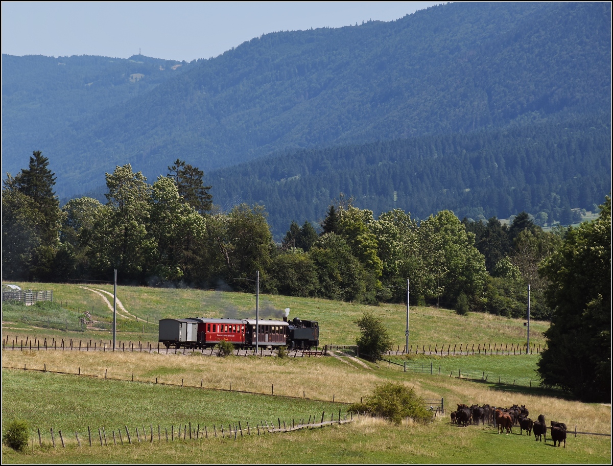 Mit der E 206 nach Tavannes. La Traction Sonderzug bei Pâturage de Sagnes. Die Rinderherde von Orange war nicht etwa auf der Flucht, sondern auf dem Weg zur genaueren Betrachtung. August 2019.
