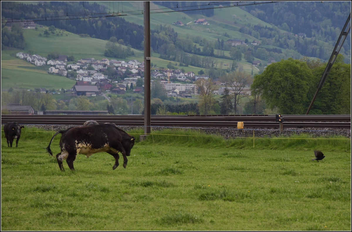 RABe-njagd (5)

Das geht ja gar nicht, dass sich der RABe da auf der Kuhweide niederlässt. Jetzt aber dalli dalli... 

Reusshöfe, April 2022.