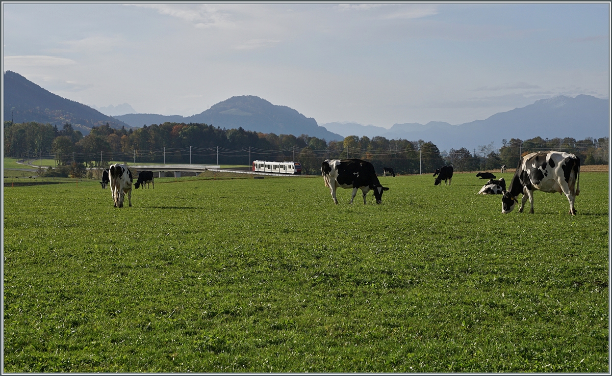 Zwischen vielen regionaltypischn schwarz/weissen Kühen fährt ein TPF Regionalzug durch Land. 

 22. Okt. 2020 