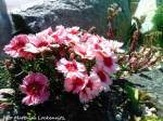 Blumen- & Kateenpflanzen in Steingrten auf der Insel Rgen am 29.6.11
