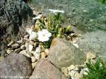 Blumen- & Kakteenpflanzen in Steingrten auf der Insel Rgen am 29.6.11