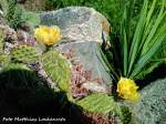 Sommer/261816/blumen---kakteenpflanzen-in-steingaerten-auf Blumen- & Kakteenpflanzen in Steingrten auf der Insel Rgen am 29.6.11