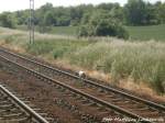 Eine katze luft auf dem Gleis in Zscherben am 4.6.15