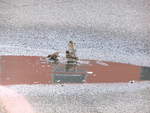 spatze-2/586525/spatze-in-einer-wasserpfuetze-in-delitzsch Spatze in einer Wasserpfütze in Delitzsch am 4.11.17