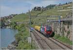 Nach Problemen mit dem ETCS und der Umdisponierung der SBB Cargo Vectroms von Nicht-ETCS-Strecken sind die SBB Cargo Vectroms vereinzelt wieder auf der Simplonlinie zu sehen, wobei sich die 193 077 in Rivaz mit ihren drei Wagen nicht über zu vie ...