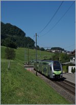 Ein BLS RABe 515  Mutz  als Regionalzug Spiez Interlaken bei Faulensee.
14. August 2016