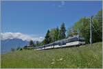 mob-goldenpass/855165/mit-dem-aussichtsteuerwagen-ast-116-an Mit dem Aussichtsteuerwagen Ast 116 an der Spitze und einem 'Alpina' Be 4/4 Serie 9000 am Zugschluss ist ein MOB Regionalzug von Zweisimmen nach Montreux bei Les Avants unterwegs. 

28. Mai 2024