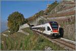 Der SBB RABe 523 028 ist als Regionalzug oberhalb von St-Saphorin auf dem Weg von Puidoux nach Vevey.