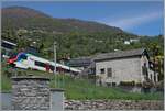 Der TILO RABe 524 304 in bei Muralto in einer typischen Tessiner Landschaft auf dem Weg nach Locarno, welches in Kürze erreicht wird.

26. April 2023

