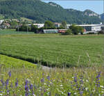 150 Jahre Emmentalbahn.

Eb 2/4 35 der Jura-Simplon fährt am Morgen wie die Bahnfreunde auch zum Jubiläumsfest. Bei Niederbipp geht es durch bunte Blumenwiesen. Balsthal, Mai 2025.